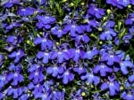 Jacaranda  Rivera Midnight Blue Wild Flowers In Meadow