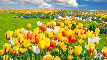 Colorful Tulips Field - clouds, yellow, flowers, colorful, tulips, white, nature, red, field