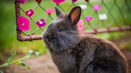 Bunny - rabbit, summer, iepuras, flower, pink, bunny, sweet, black, rodent, animal, cute