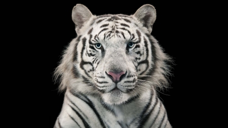 White tiger