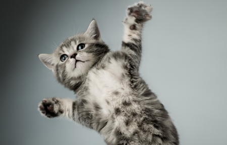 Kitten - animal, pisica, kitten, paw, funny, cute, jump, cat