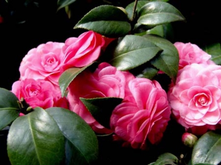 Lovely Camelia Flowers - bunch, leaves, flowers, pink