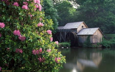 Watermill - river, watermills, forest, flowering bush