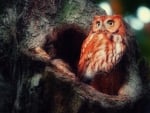 Red Owl