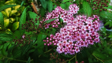 karen - melody, flower, park, garden