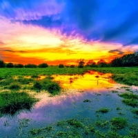 Swamp Sunset