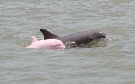 Mother and Pink Baby Dolphin - animals, pink, river, water, mother, amazon, dolphin