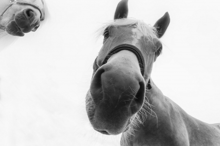 Hi! - face, horse, funny, animal, black, bw, view from down, white, cal