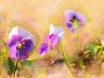 Pansies