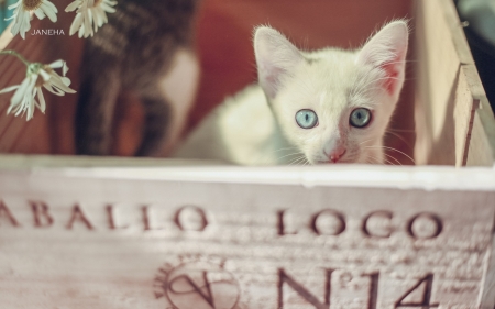 Kitten - white, cat, box, eyes, animal, cute, pisica, kitten