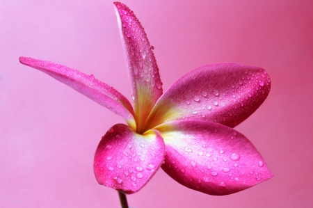 Plumeria - flower, pink, plumeria, mcaro, close-up, skin