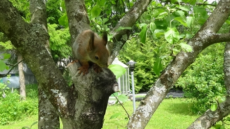 Mimsy - larisa kinnunen, pam kinnunen, red squirrel, antti kinnunen