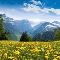 Yellow Flowers Field