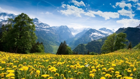 Yellow Flowers Field - trees, field, mountains, nature, yellow, forest, clouds, blue, flowers