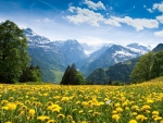 Yellow Flowers Field