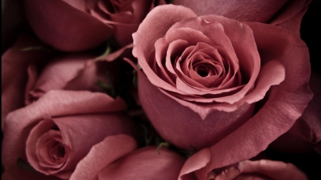 Roses - delicate, amazing, beautiful, present, colors, cool, love, pink, flowers, black, passion, awesome, rose, tribute, nice