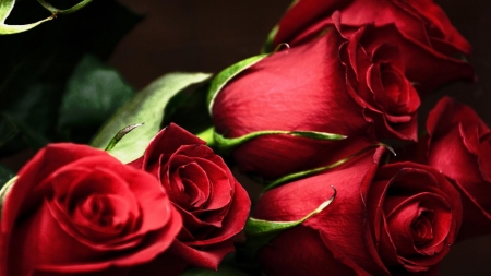 Red roses - beauty, nice, roses, photography, image, leaf, black, tribute, amazing, cool, petals, green, love, passion, nature, red, beautiful, colors, awesome, photo, natural