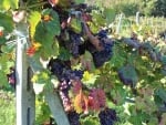 Grapevines