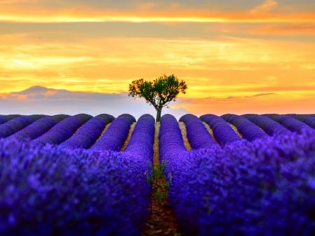 Lavender Field at Sunset