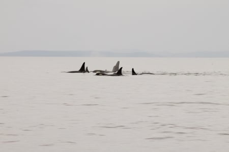 Orca Pod - photography, killer whale, ocean, pod, whales, orca