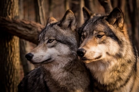 Wolves - lup, animal, couple, wolf