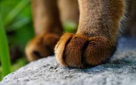 Paws