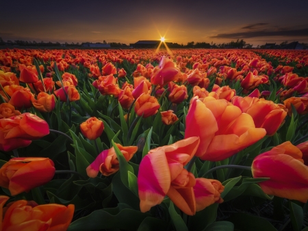 Tulips Field at Sunset - nature, tulips, field, flowers, sunset