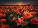 Tulips Field at Sunset