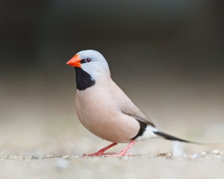 Long Tailed Finch - bird, finch, animal, tailed, long