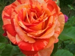 Multicolored Rose