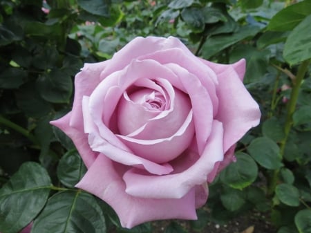 Pink Beauty - nature, macro, rose, flower, petals, pink