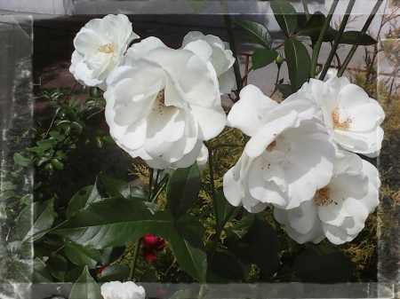 White roses - flowers, white, roses, nature