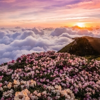 Mountain Flowers in the Clouds