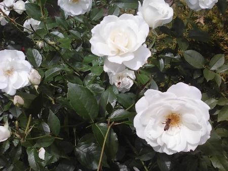 White roses - white, bee, flowers, roses