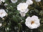 White roses