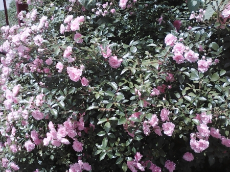 Pink roses - flowers, summer, roses, pink