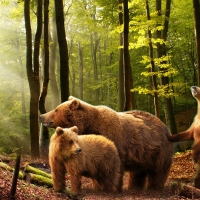 Bears in the Woods