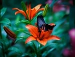 Prairie Lily with Butterfly