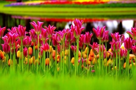 beach flowers - flowers, grass, pink, beach