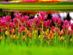 beach flowers