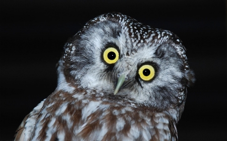 what big eyes you have - close, eyes, up, big, owl, cute