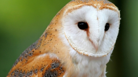 barn owl - owl, up, brow, barn, close