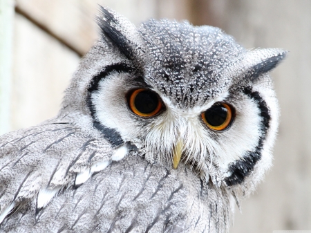 beautiful owl - face, up, owl, close