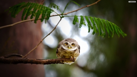 sweet little owl - sweet, tree, owl, little