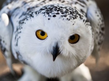 snowy owl - owl, white, beautiful, snowy, closeup