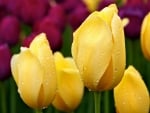 Yellow Tulips