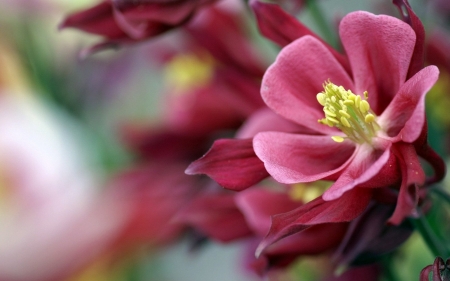 Lovely - Plants, Pink, Magnolia, Flowers