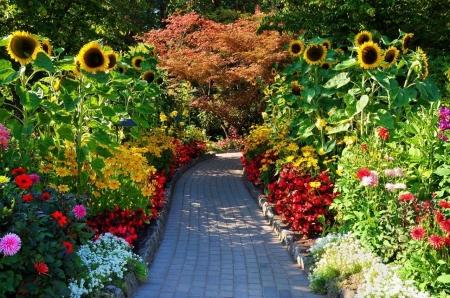 Butchard Gardens, Vancouver Island - flowers, path, blossoms, sunflowers, canada, colors