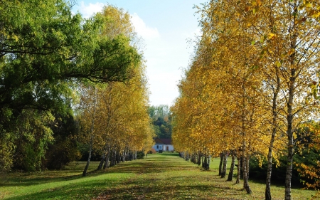 Autumn Birch Alley - autumn, avenue, birches, alley