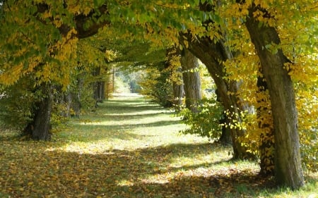 Tree Alley - path, avenue, trees, alley